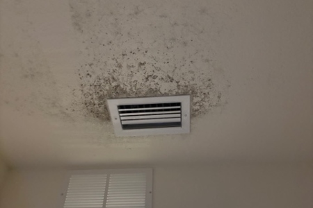 The Most Common Types of Mold Found in Homes
